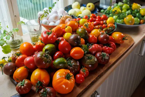En stor samling färgglada tomater, redo att bli en härlig tomatsås i ugn.